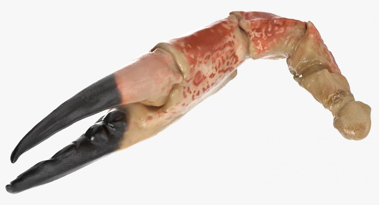 Crab Claw 3D model