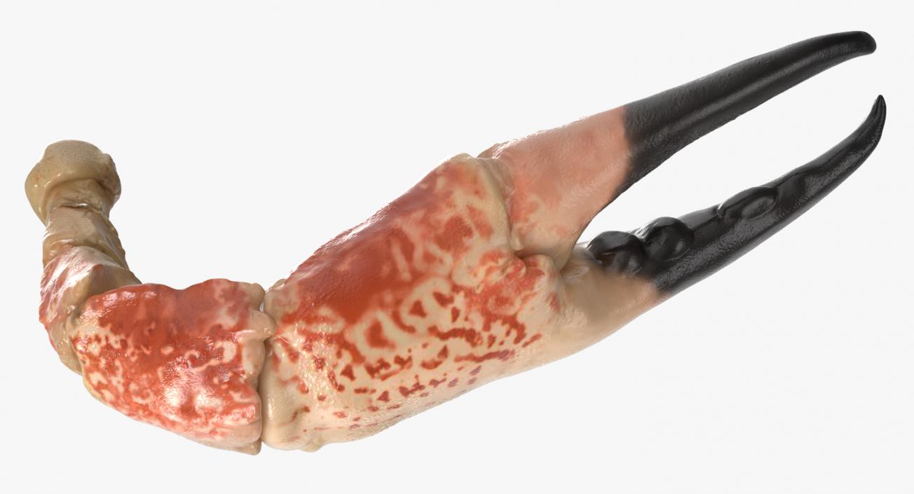 Crab Claw 3D model