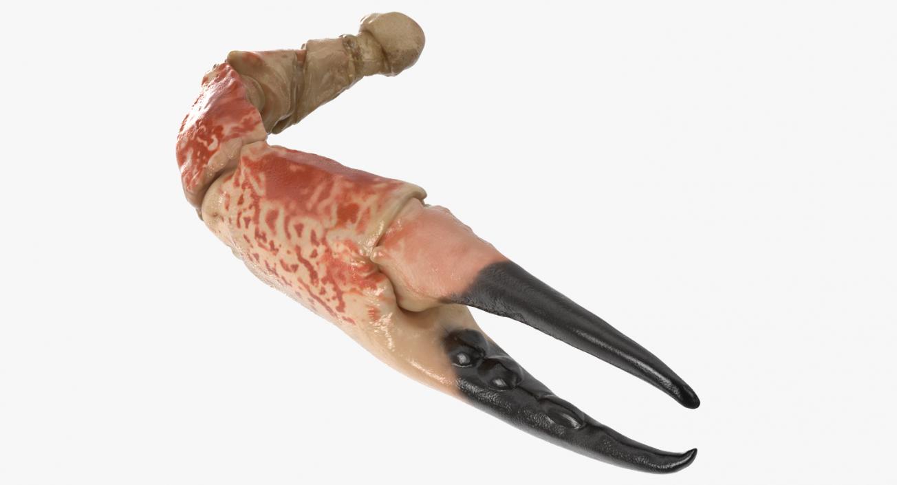 Crab Claw 3D model