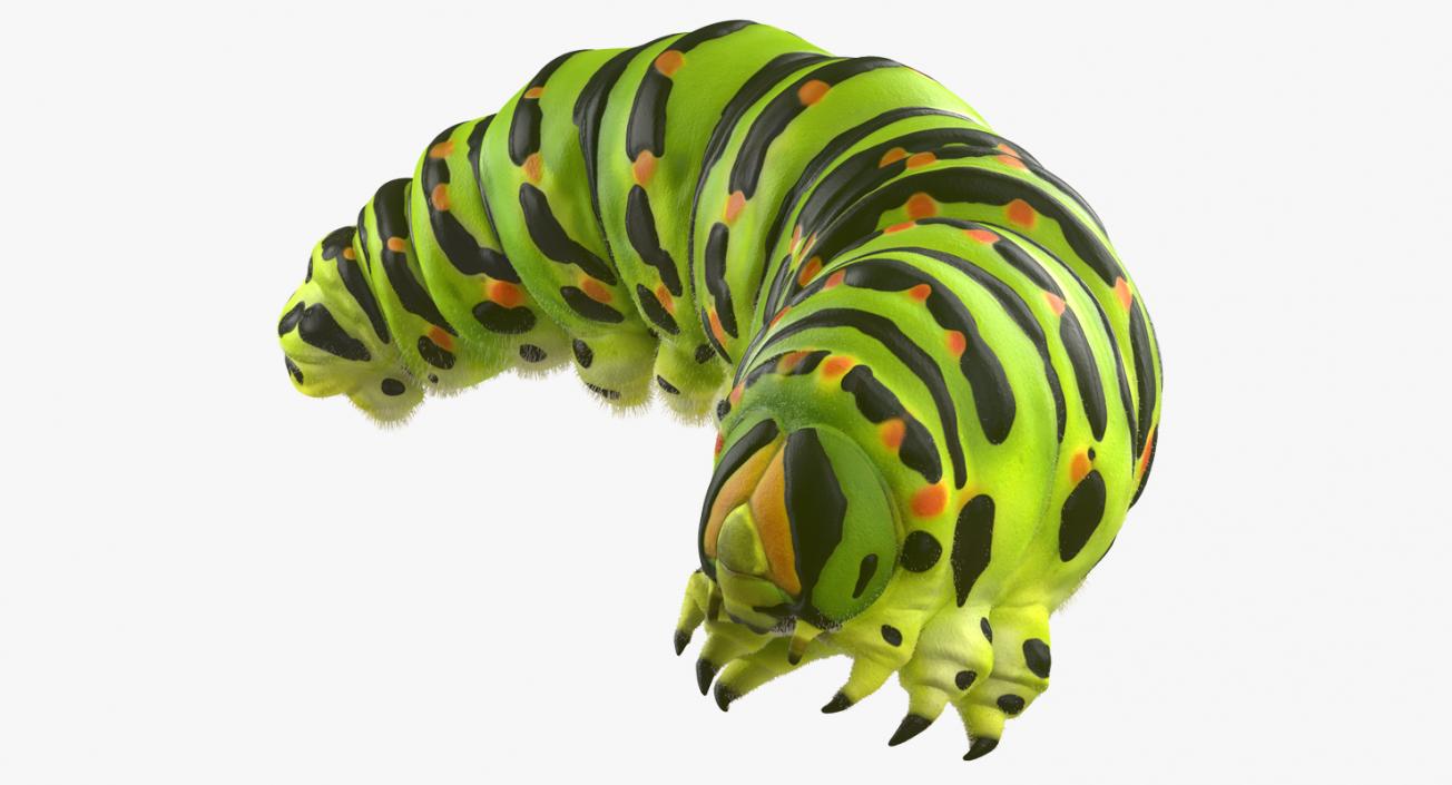 Caterpillar Pose 4 with Fur 3D