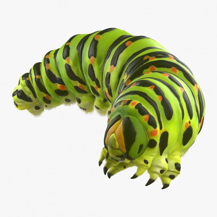 Caterpillar Pose 4 with Fur 3D