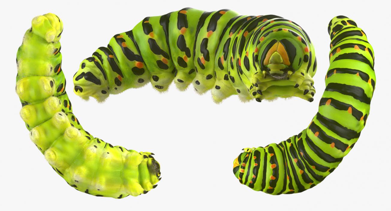 Caterpillar Pose 4 with Fur 3D