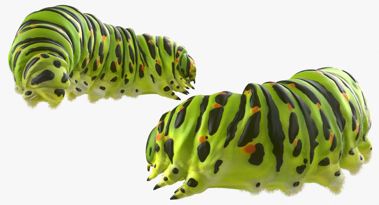 Caterpillar Pose 4 with Fur 3D