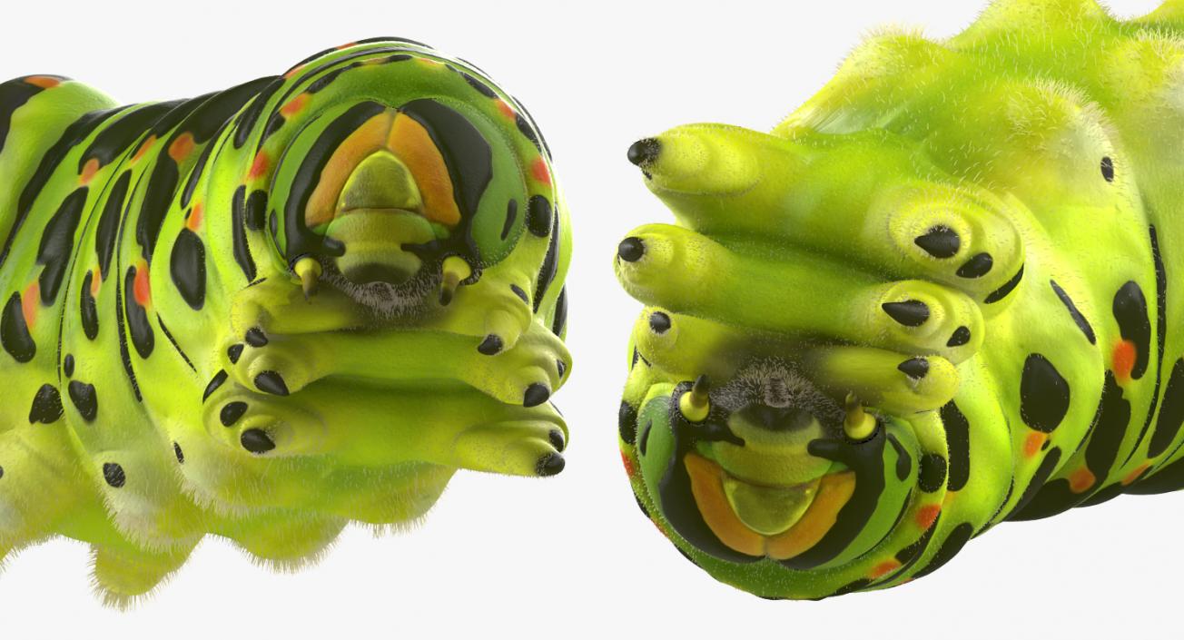 Caterpillar Pose 4 with Fur 3D