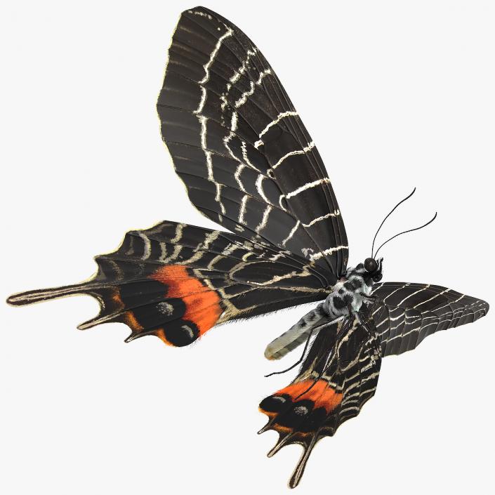 Animated Flight Bhutan Glory Butterfly with Fur 3D