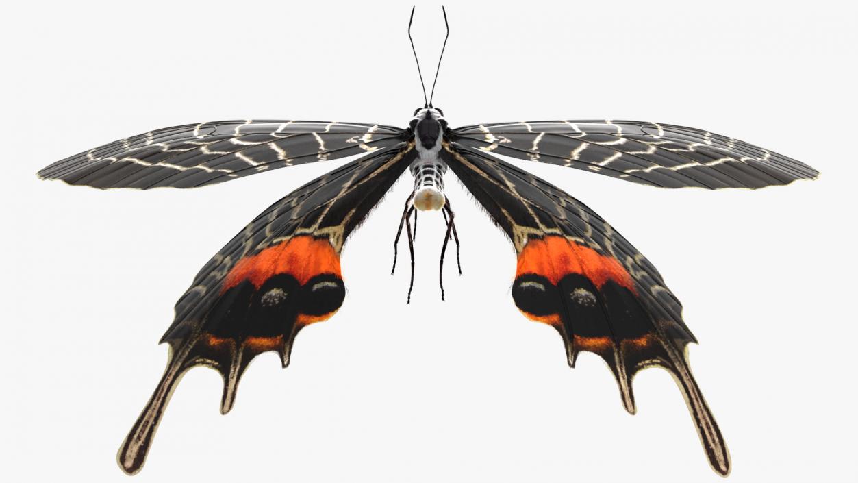 Animated Flight Bhutan Glory Butterfly with Fur 3D