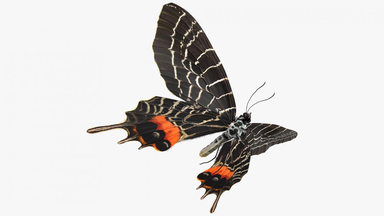 Animated Flight Bhutan Glory Butterfly with Fur 3D