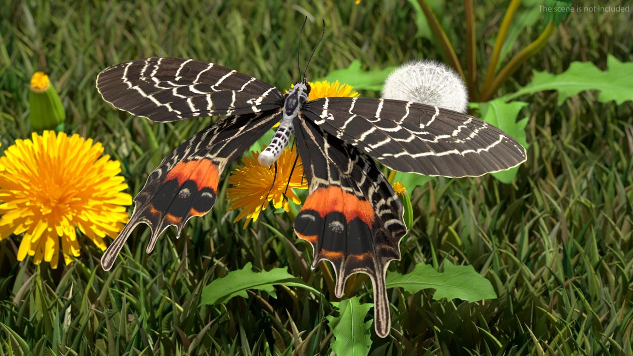 Animated Flight Bhutan Glory Butterfly with Fur 3D