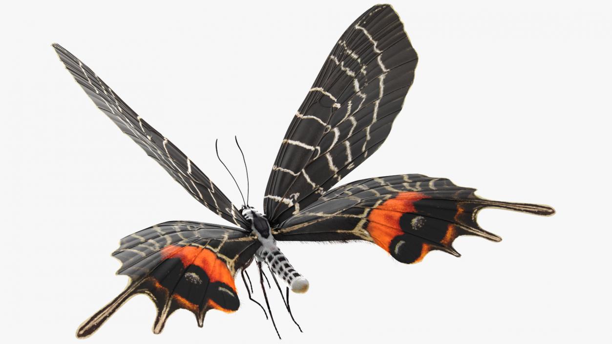 Animated Flight Bhutan Glory Butterfly with Fur 3D