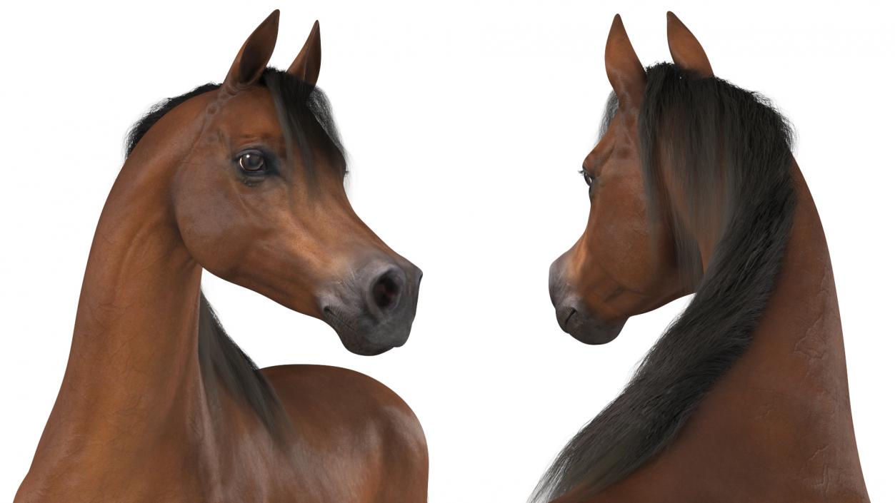 Arabian Horse Brown Stand Pose Fur 3D model