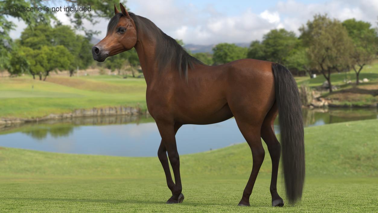 Arabian Horse Brown Stand Pose Fur 3D model