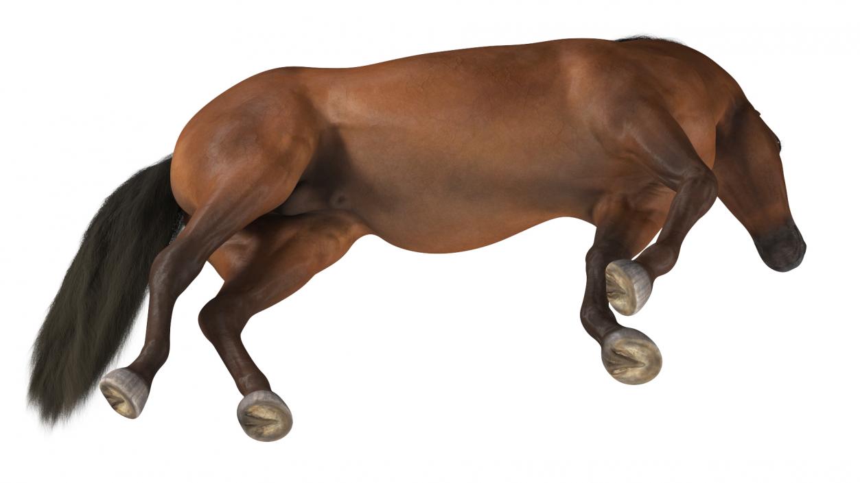 Arabian Horse Brown Stand Pose Fur 3D model