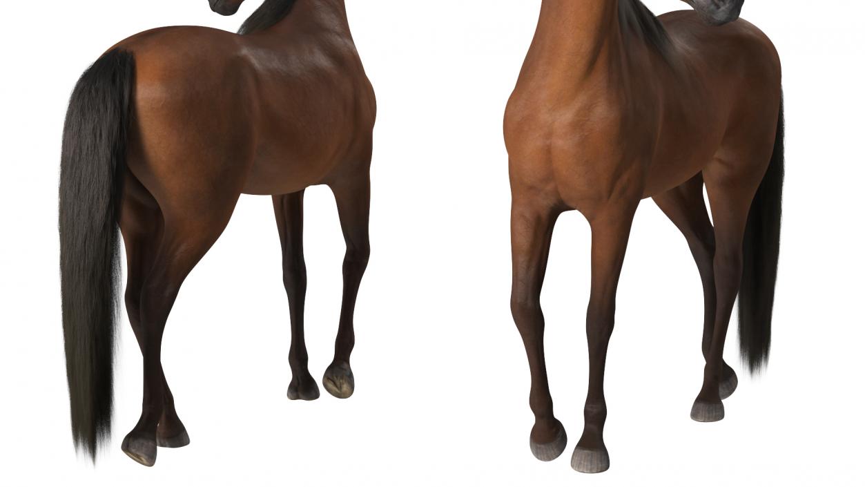 Arabian Horse Brown Stand Pose Fur 3D model