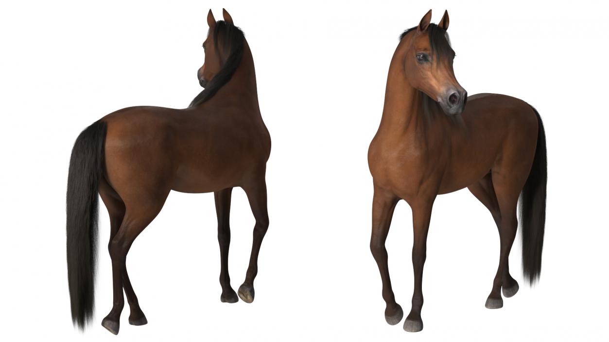 Arabian Horse Brown Stand Pose Fur 3D model