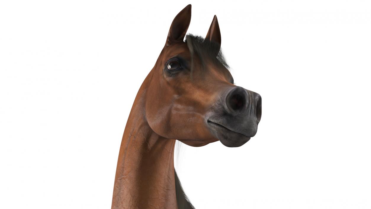 Arabian Horse Brown Stand Pose Fur 3D model