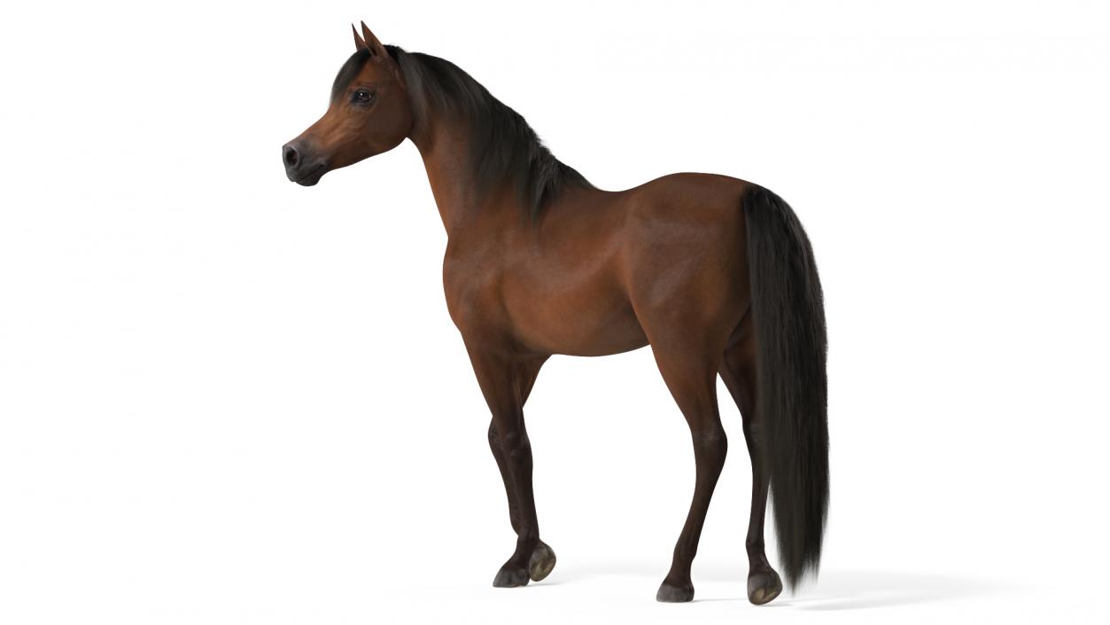 Arabian Horse Brown Stand Pose Fur 3D model