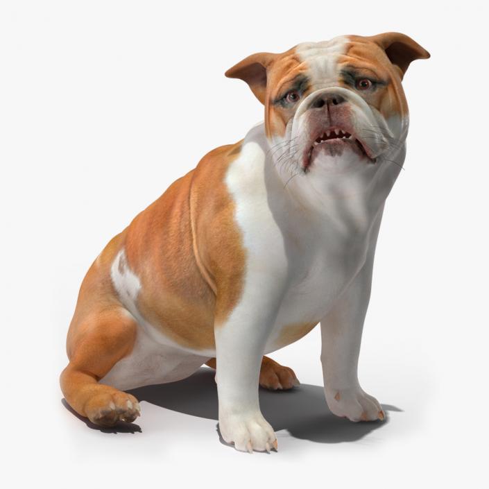 3D Bulldog Rigged for Maya model