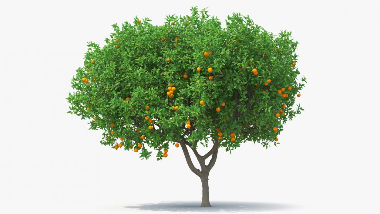 Fruit Trees Collection 3D