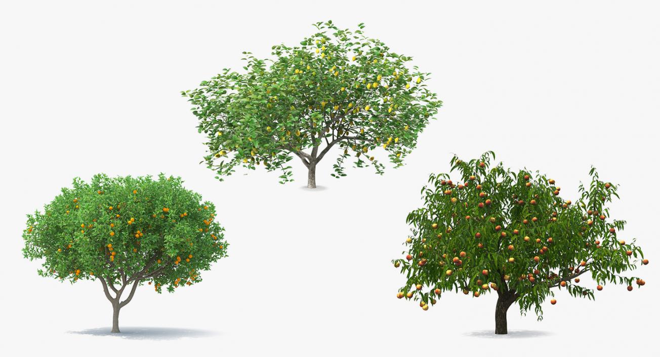 Fruit Trees Collection 3D