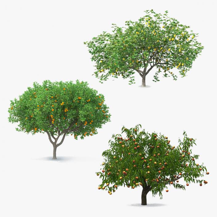 Fruit Trees Collection 3D