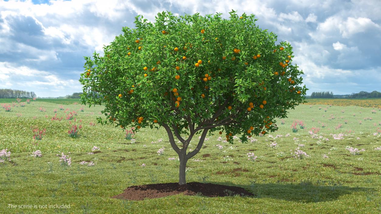 Fruit Trees Collection 3D