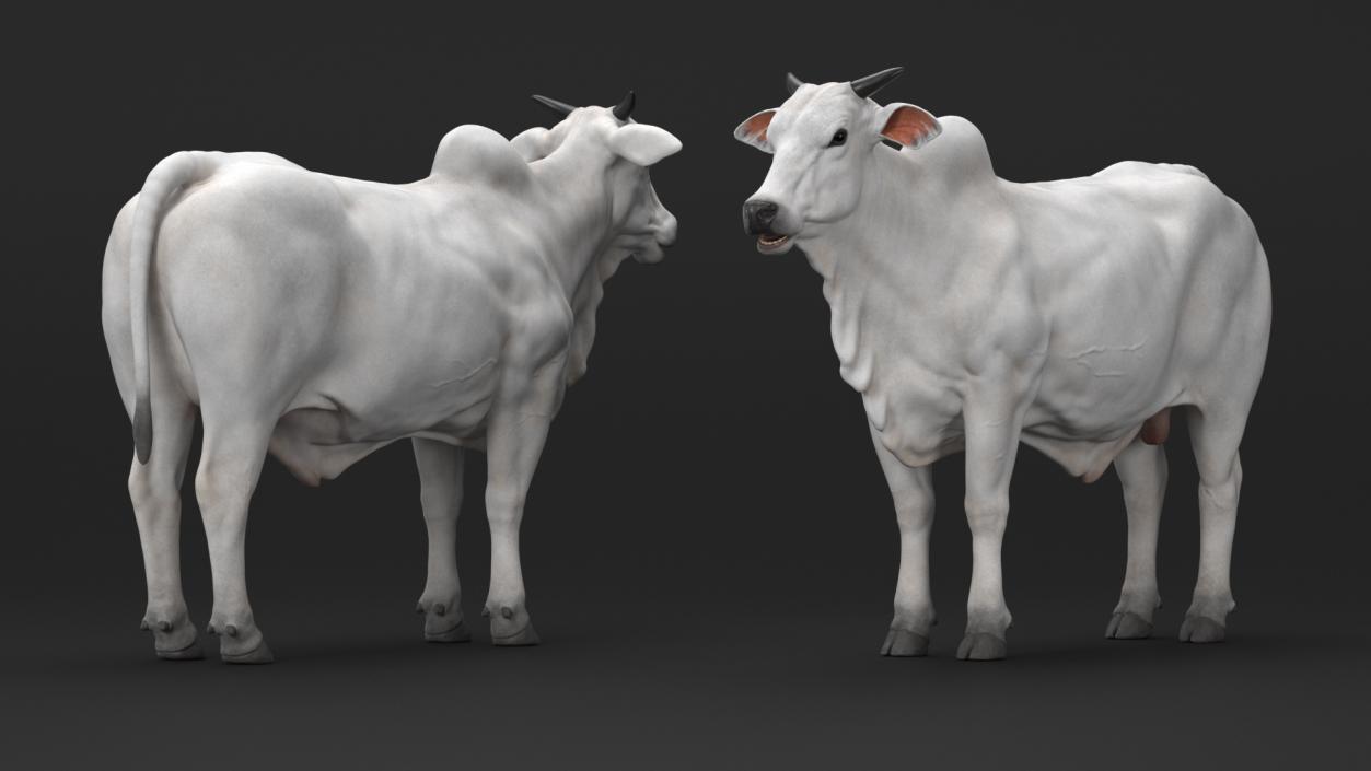 3D Ongole Cattle Male model