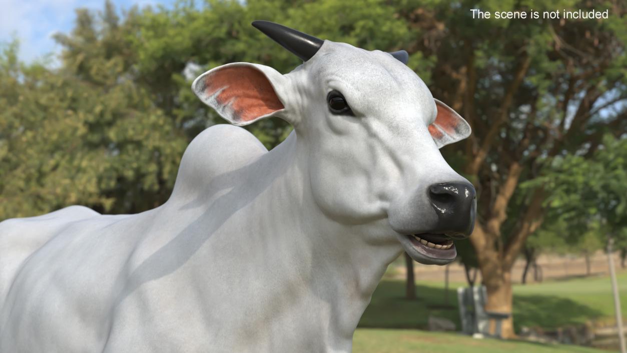 3D Ongole Cattle Male model