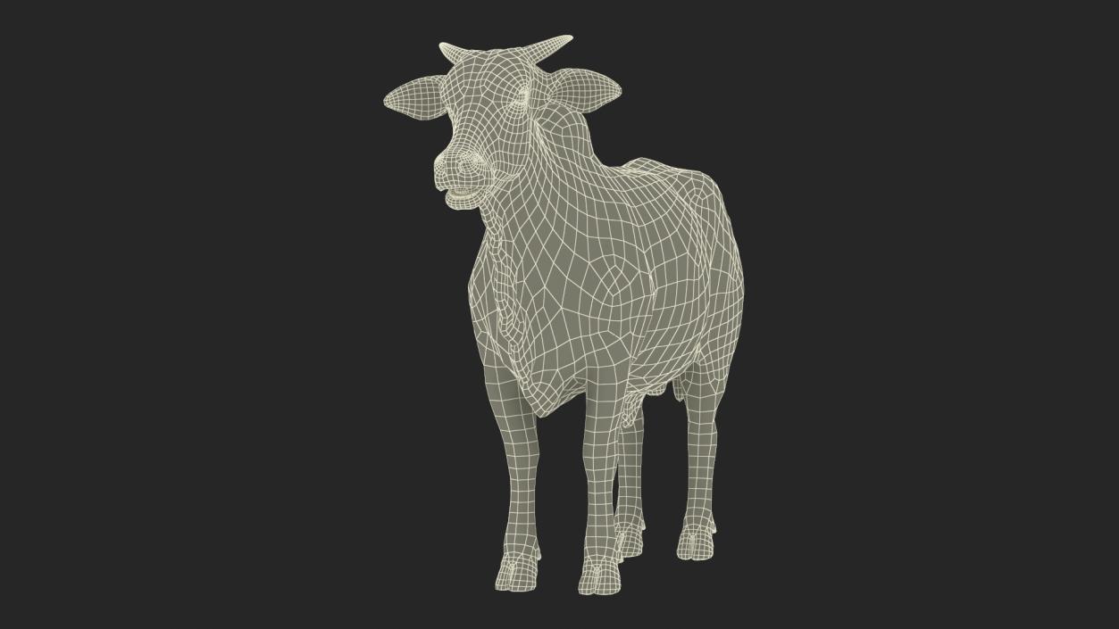 3D Ongole Cattle Male model