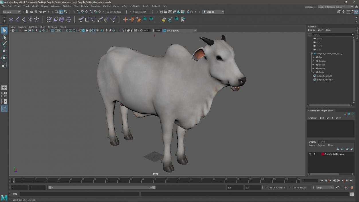 3D Ongole Cattle Male model