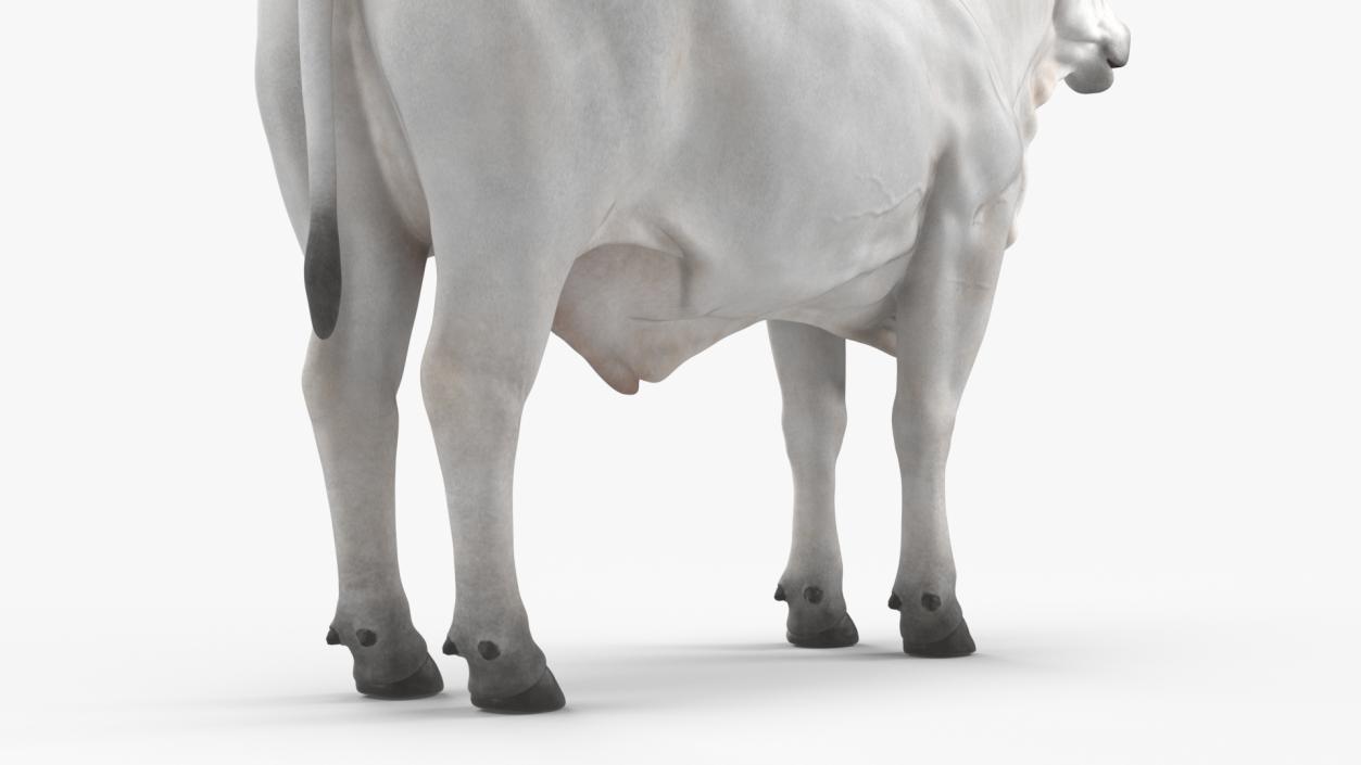 3D Ongole Cattle Male model