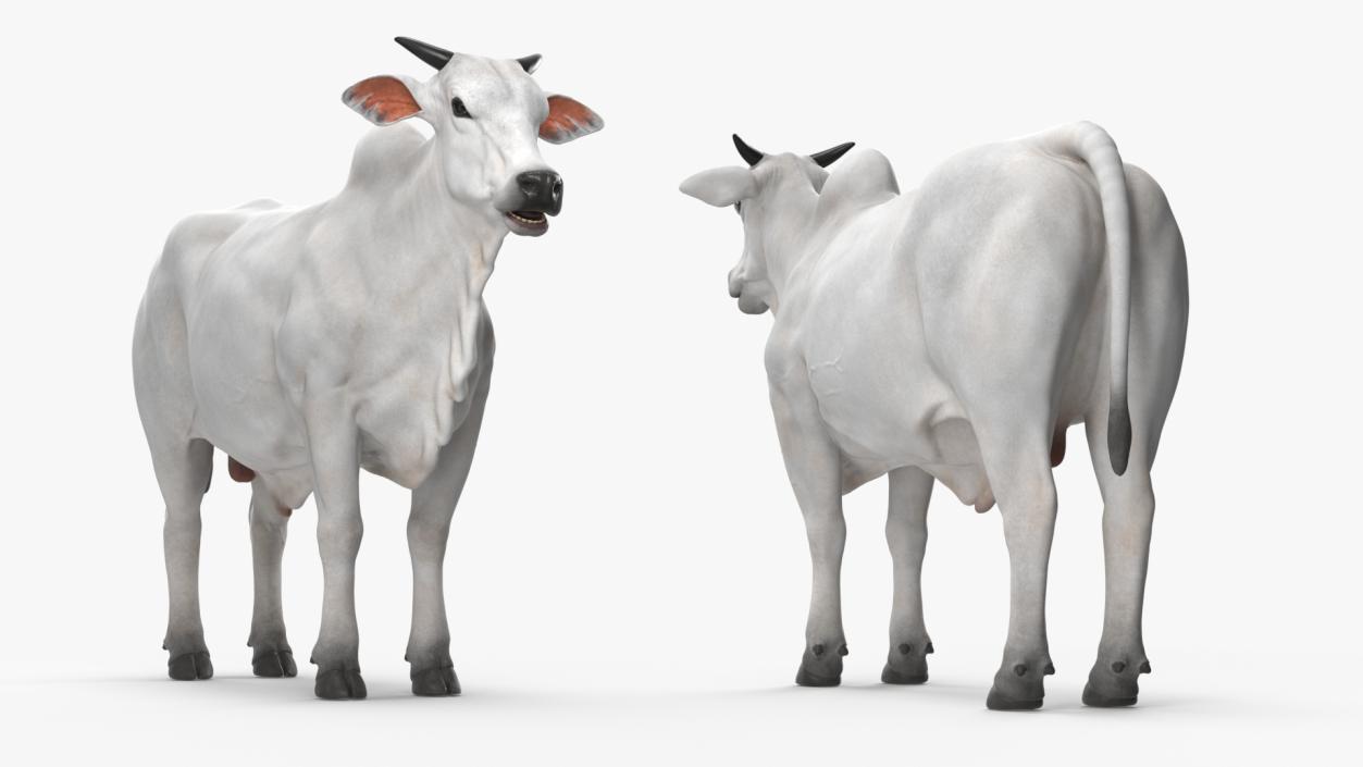 3D Ongole Cattle Male model