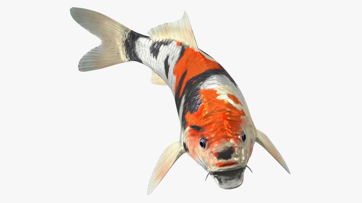 3D Harivake Koi Fish Rigged for Cinema 4D model