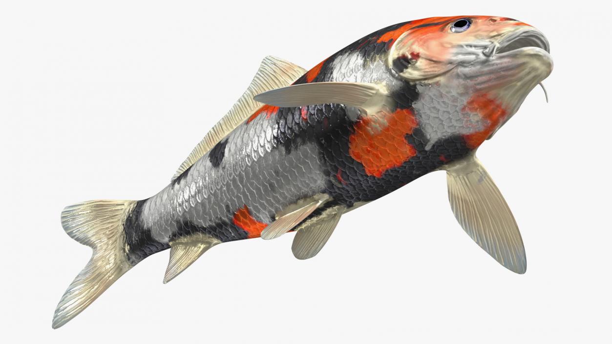 3D Harivake Koi Fish Rigged for Cinema 4D model