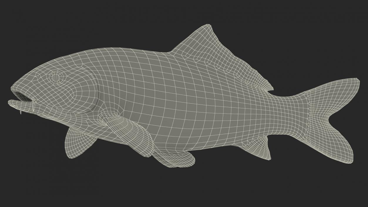 3D Harivake Koi Fish Rigged for Cinema 4D model