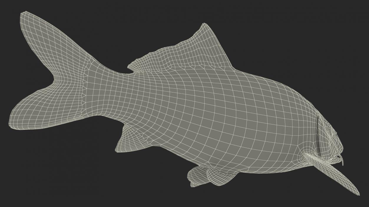 3D Harivake Koi Fish Rigged for Cinema 4D model