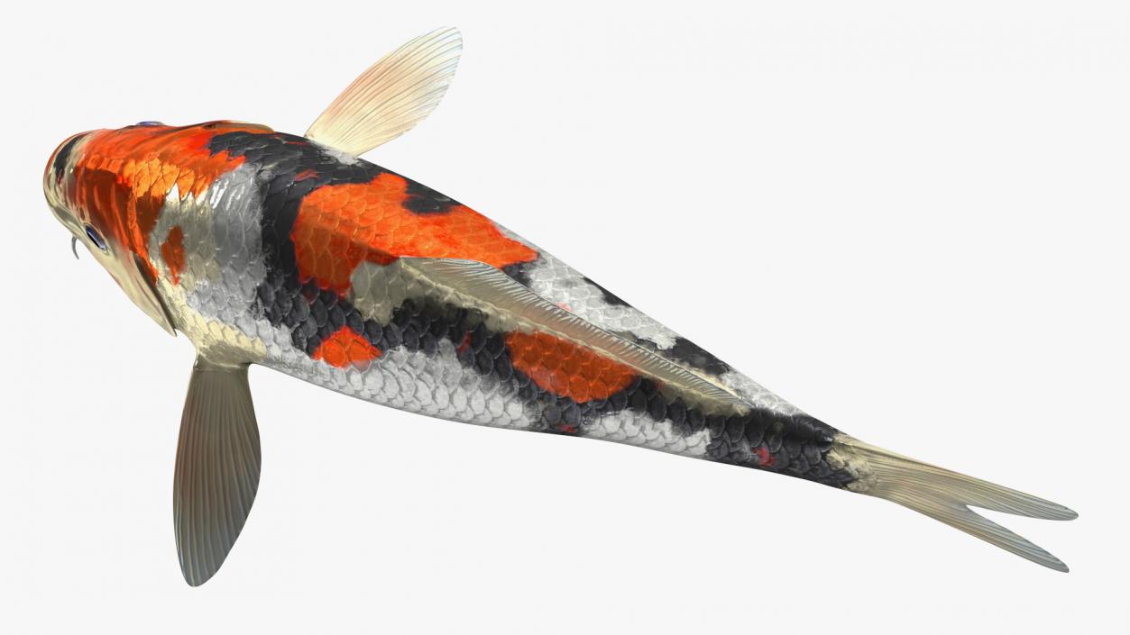 3D Harivake Koi Fish Rigged for Cinema 4D model