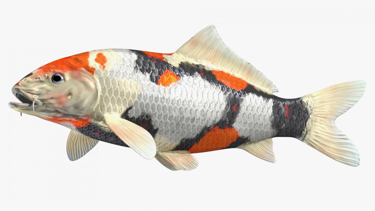 3D Harivake Koi Fish Rigged for Cinema 4D model