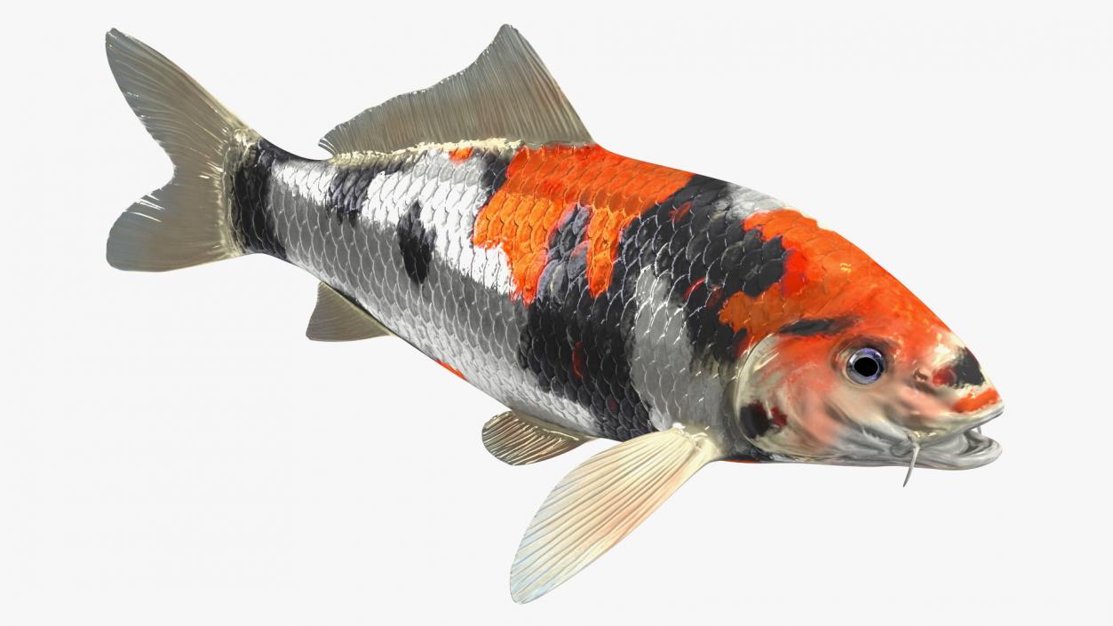 3D Harivake Koi Fish Rigged for Cinema 4D model