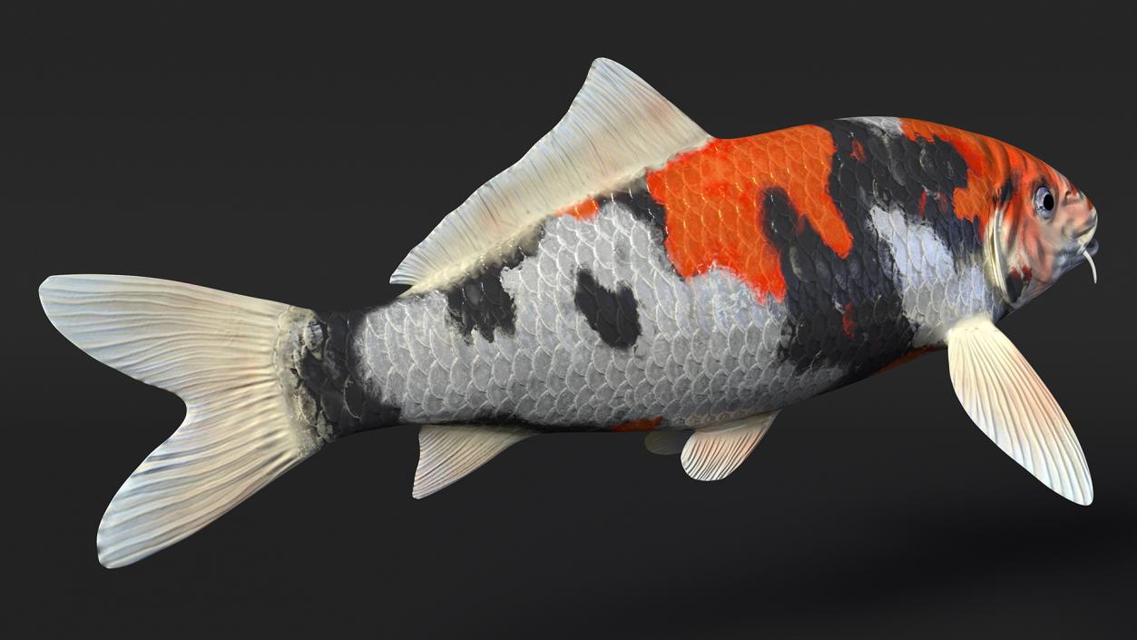 3D Harivake Koi Fish Rigged for Cinema 4D model