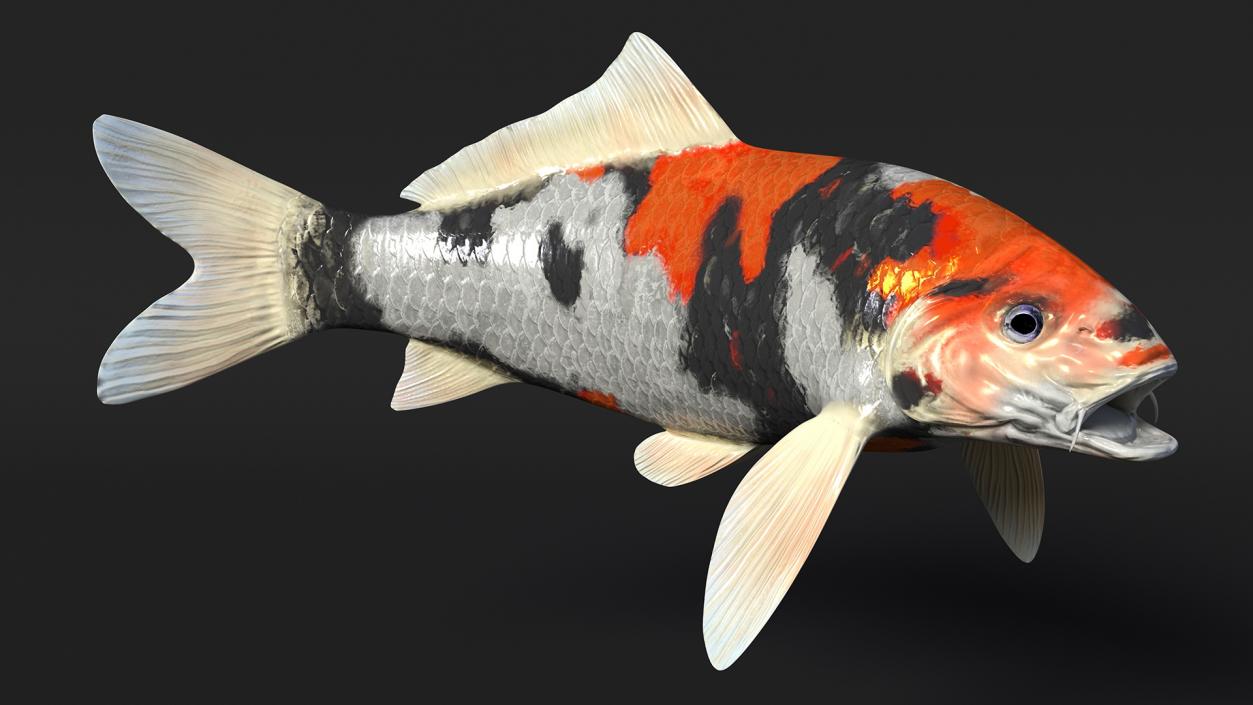 3D Harivake Koi Fish Rigged for Cinema 4D model