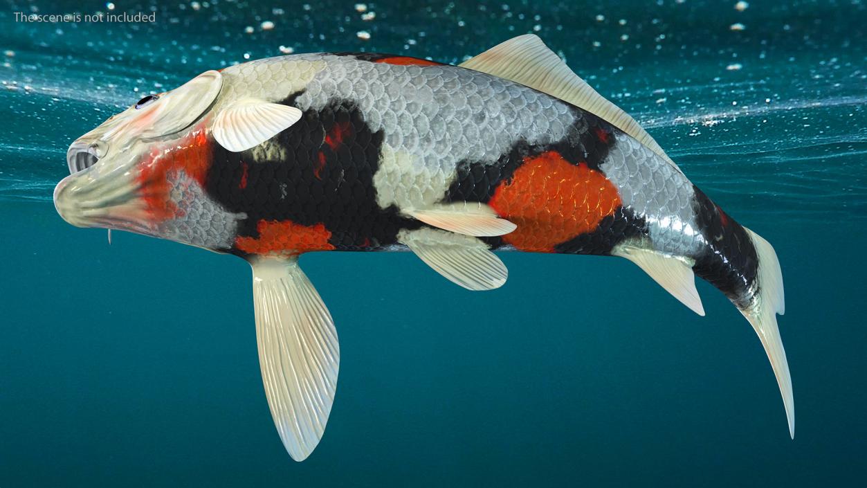 3D Harivake Koi Fish Rigged for Cinema 4D model