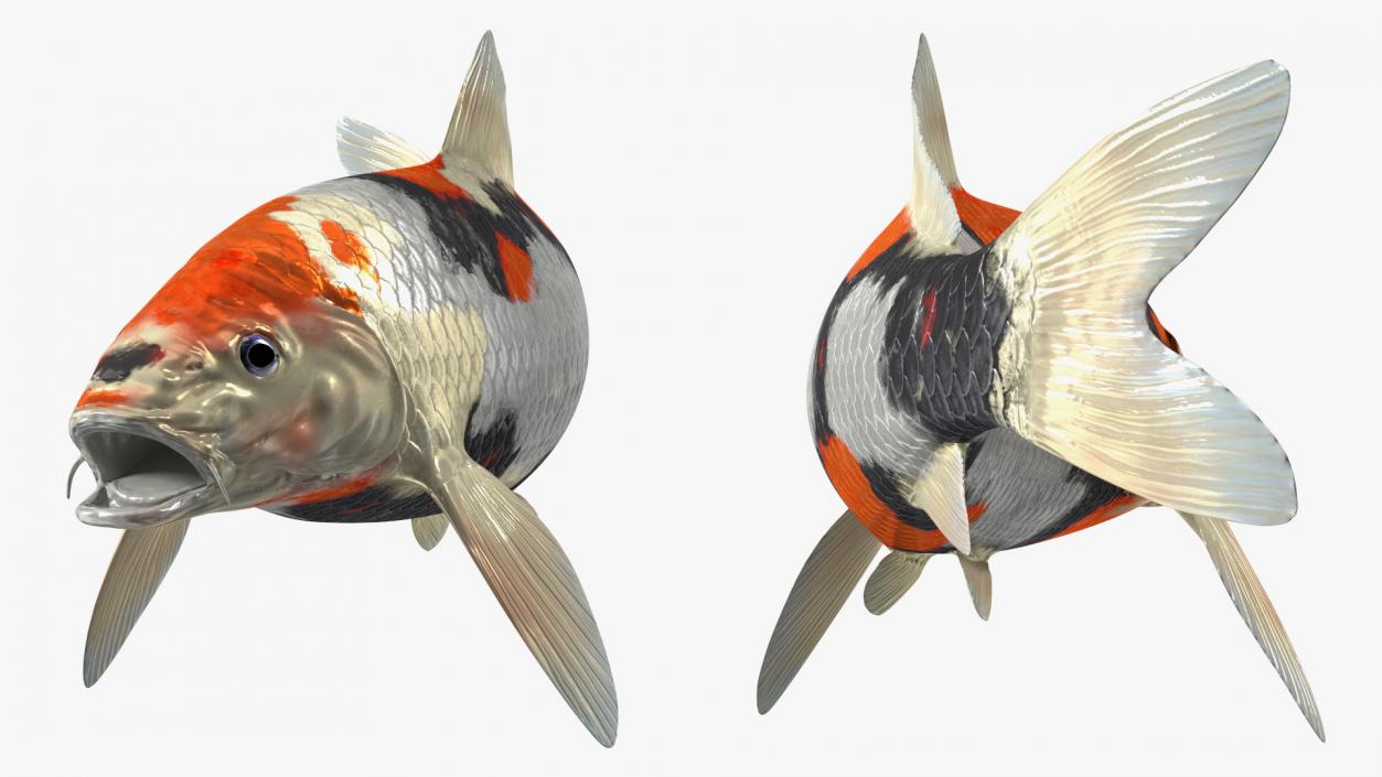 3D Harivake Koi Fish Rigged for Cinema 4D model