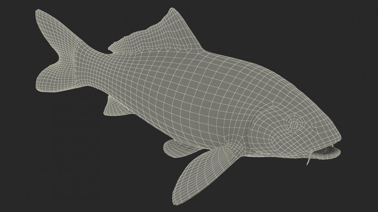 3D Harivake Koi Fish Rigged for Cinema 4D model