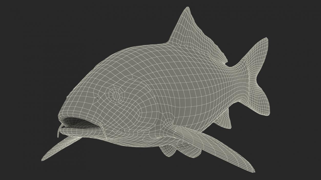 3D Harivake Koi Fish Rigged for Cinema 4D model