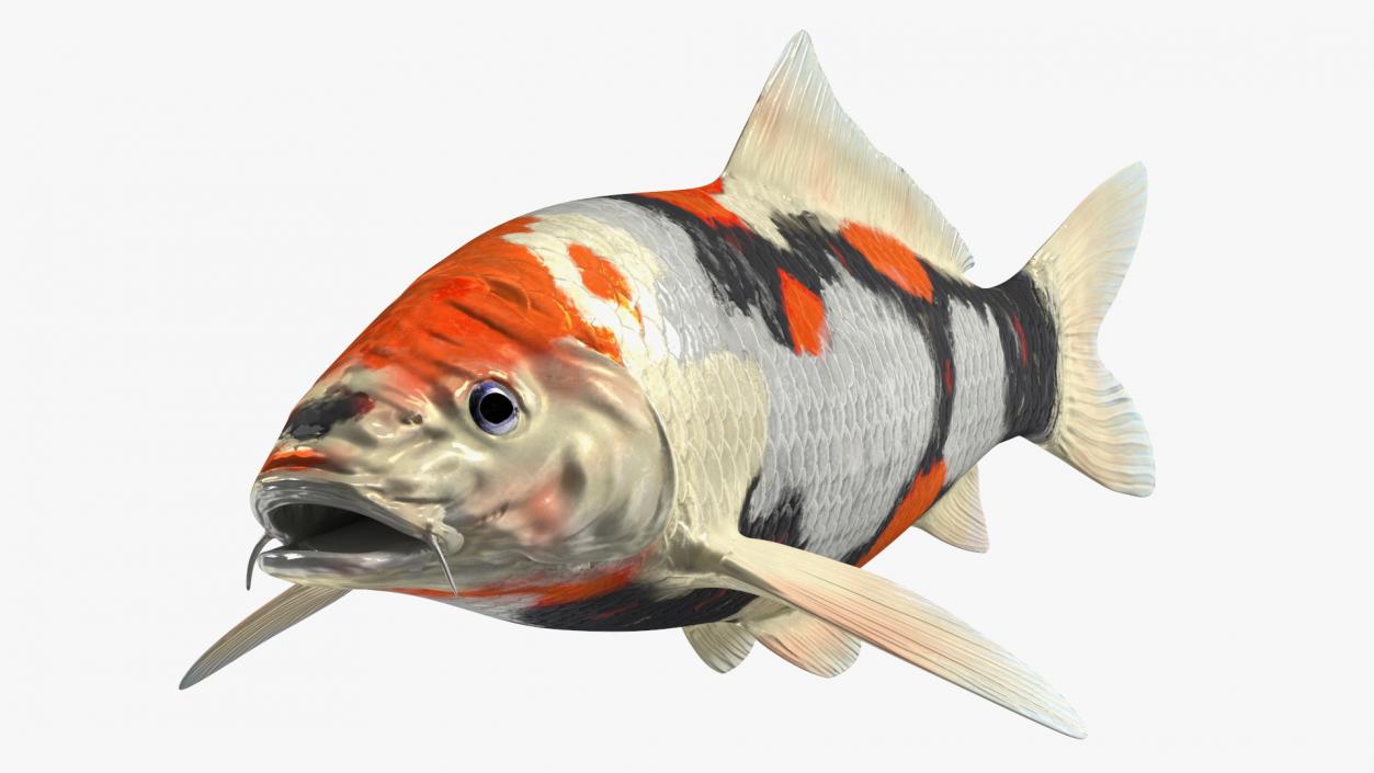 3D Harivake Koi Fish Rigged for Cinema 4D model