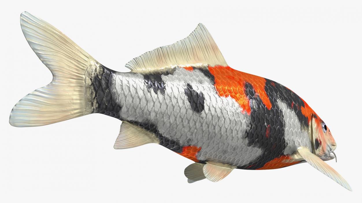 3D Harivake Koi Fish Rigged for Cinema 4D model