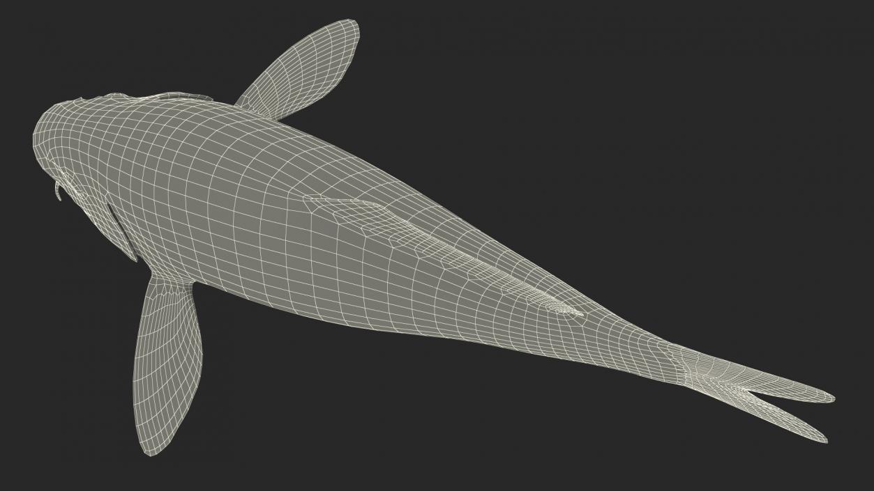 3D Harivake Koi Fish Rigged for Cinema 4D model