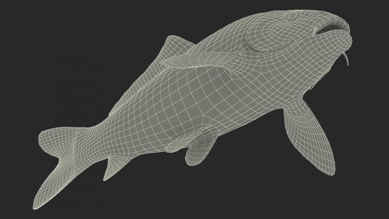 3D Harivake Koi Fish Rigged for Cinema 4D model