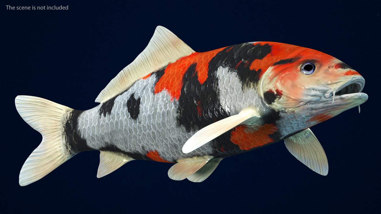 3D Harivake Koi Fish Rigged for Cinema 4D model