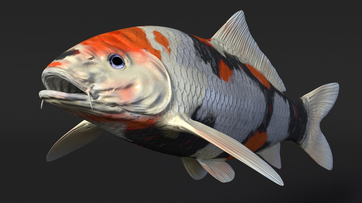 3D Harivake Koi Fish Rigged for Cinema 4D model